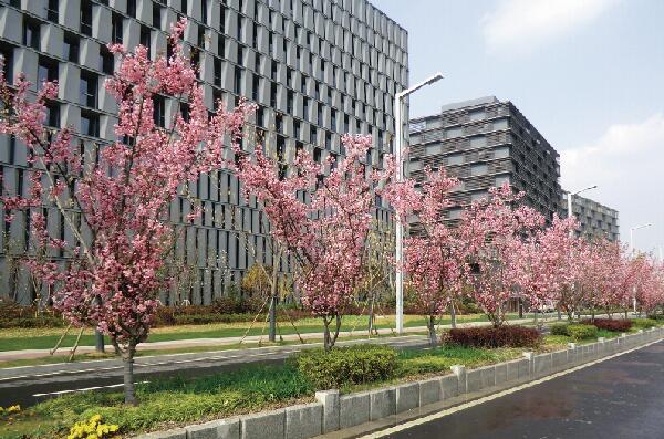 栖霞红枫科技园美食有哪些，南京市栖霞区红枫科技园d5栋